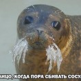 Друзья! Сейчас наступило опасное время, когда сосульки образуются буквально за несколько часов!