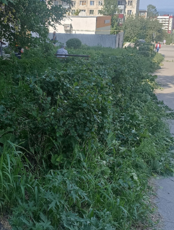 Декаротивная обрезка кустарников🌳🌲