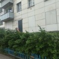 Декоративная обрезка кустов Автозаводцев 49