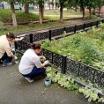Покраска ограждений палисадников Гвардейская 4