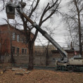 Опиловка деревьев🌳